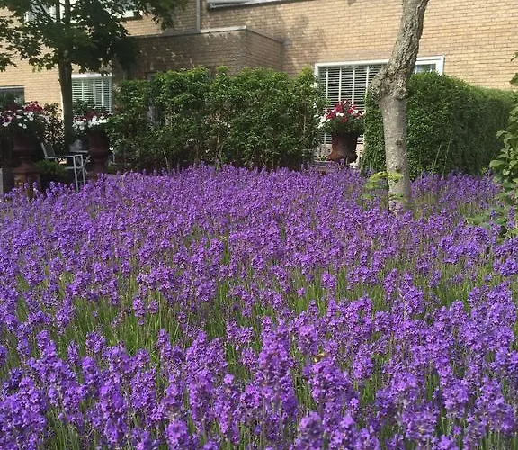 Texel De Koog (Texel)